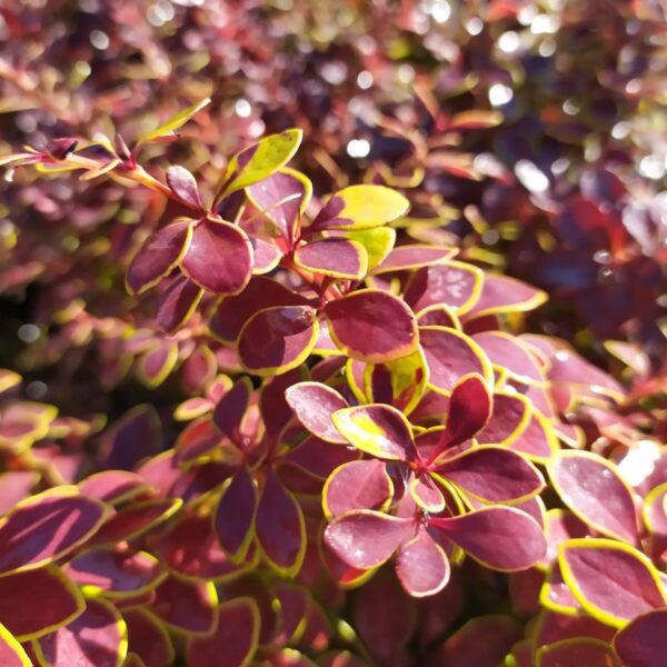 BERBERIS