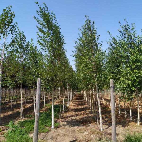 BETULA