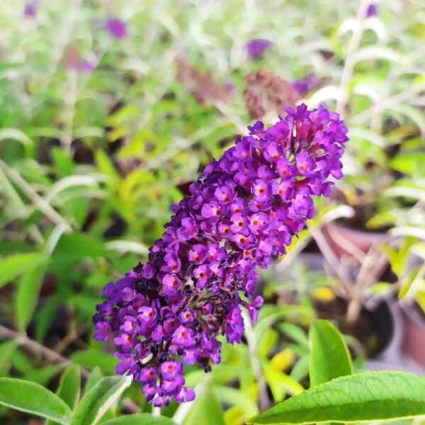 BUDDLEJA