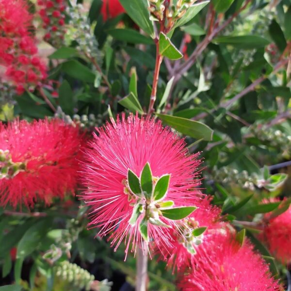 CALLISTEMON
