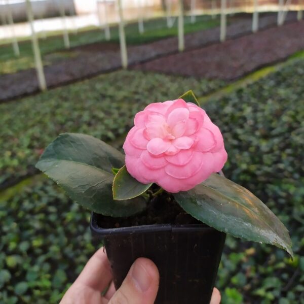 CAMELLIA