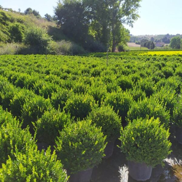 BUXUS