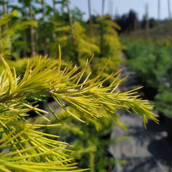 CEDRUS