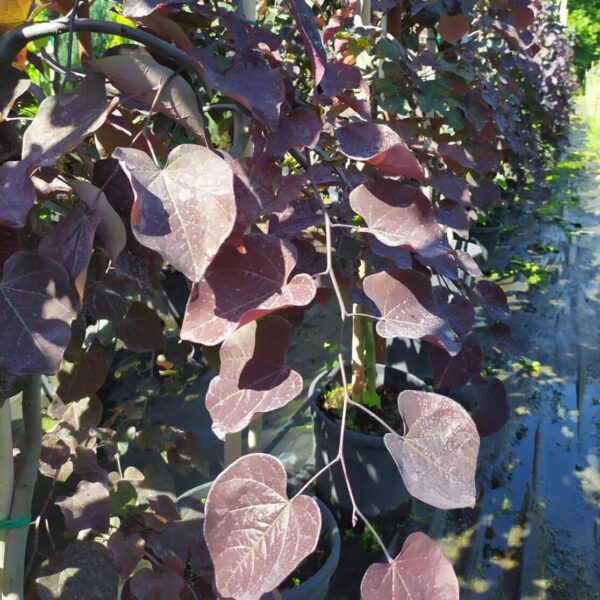 CERCIS