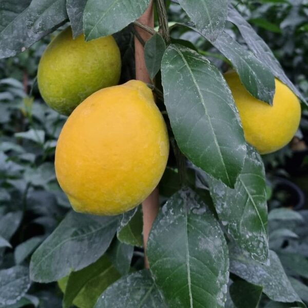 CITRUS
