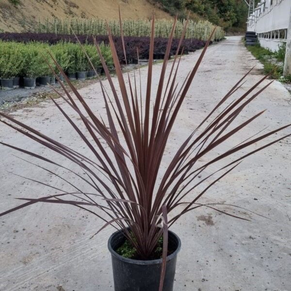 CORDYLINE