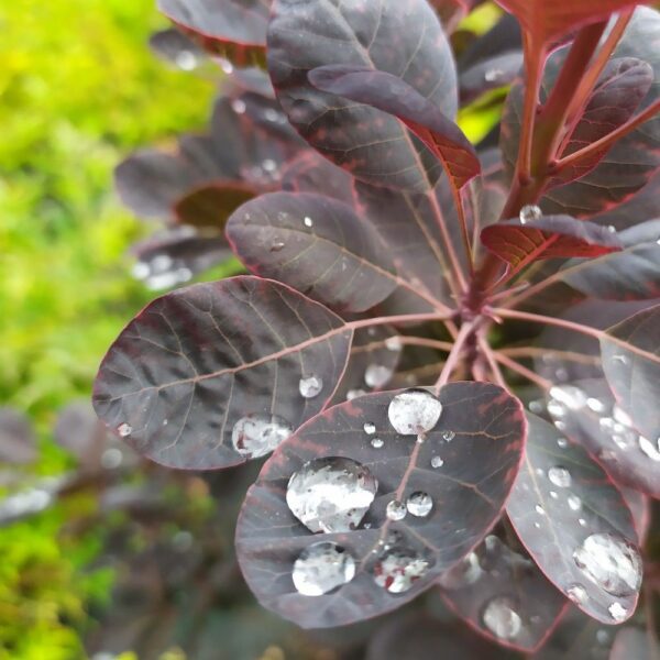 COTINUS