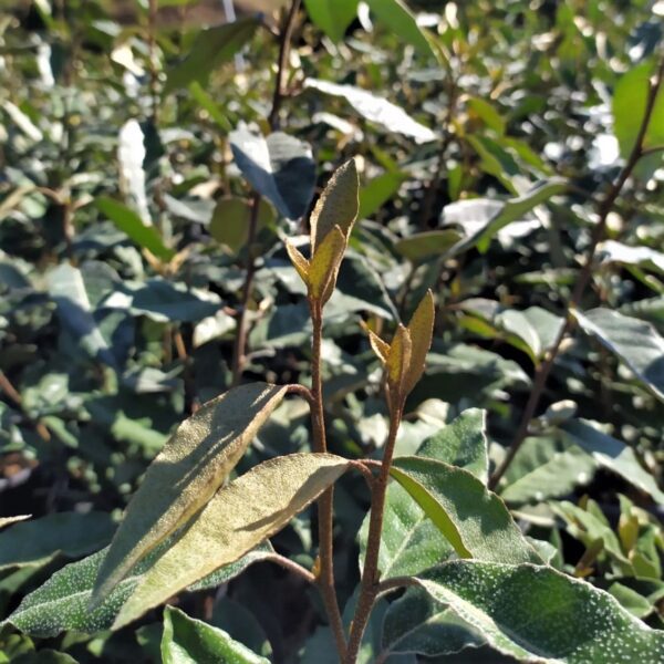 ELAEAGNUS