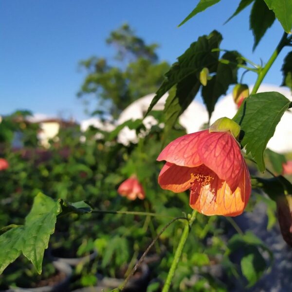 ABUTILONE