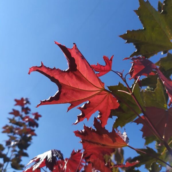 ACER