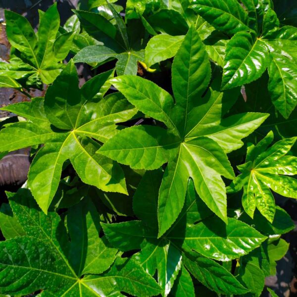 ARALIA